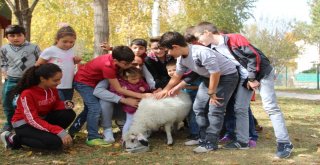 Erzurumda Kuzulu Çocuk Kütüphanesi