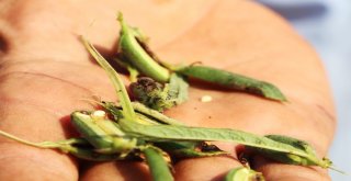 Domatesin Ardından Susamda ‘Tuta Absoluta Kabusu