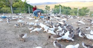 32 Yıllık Öğretmen Emekli Olur Olmaz Köyde Kaz Beslemeye Başladı