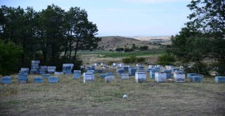 Arıcılığın Kalbine Bal Ormanı