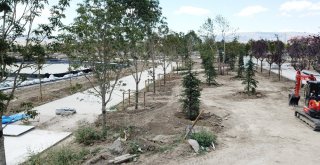 Çorum Belediyesi 40 Bin Yetişmiş Ağaç Dikecek