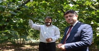 Gübretaş Model Bahçe Uygulamasında Rekor Fındık
