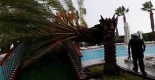 5 Yıldızlı Otel Havuzundaki Palmiye Fırtınaya Dayanamadı