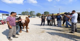 Boğa Yakalama Timi Göreve Hazır