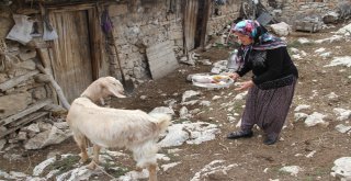 Ev Yemeklerini Seven Oğlak Kaşıkla Besleniyor