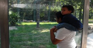 Kurban Bayramında Hayvanat Bahçesine Yoğun İlgi