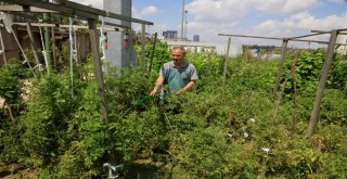 Küçükçekmeceliler Pazara Gitmiyor, Bahçeye İniyor