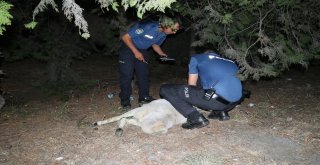 Otoyola Çıkan Koyun Faciaya Neden Oluyordu