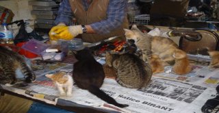 Sokak Hayvanlarına Kucak Açan Hayvansever Yetkililerden Yardım Bekliyor