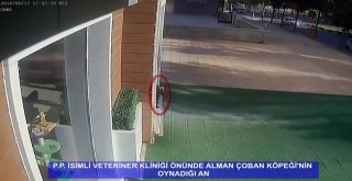 Veteriner Polikliniğinin Önündeki Çoban Köpeğini Çaldı