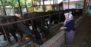 Kara Sinekle Mücadelede Türkiyede Bir İlk