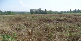 Yağış Nedeniyle Buğday Hasadı Yapılamıyor