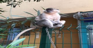 Kaybolan Maymununu Tarlada Sokakta Arıyor