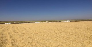 Diyarbakırda Pirinç Hasadı Başladı