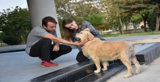 Sokakta Yaralı Bulundu Şimdi Okulun Maskotu Oldu