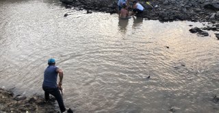 Baraj Önünde Sıkışan Balıklar Havasızlıktan Telef Oluyor