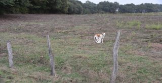 Yavru Köpeklere Belediye Sahip Çıktı