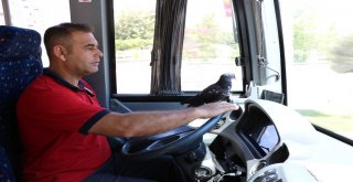 Bu Halk Otobüsünün Muavini Güvercin