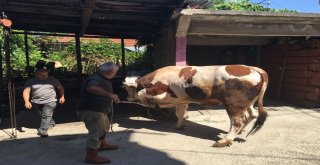 400 Kiloluk Kurbanlık Danayı Böyle Yıktılar