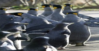 Kral Penguenlerin Sayısı 35 Yılda 500 Binden 60 Bine Düştü