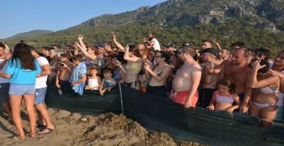 Tedavisi Tamamlanan Caretta Carettalar Denizle Buluştu