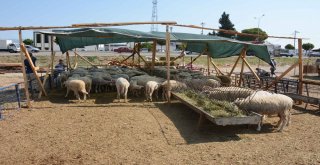 Torbalıda Kurban Kesim Yerleri Belirlendi