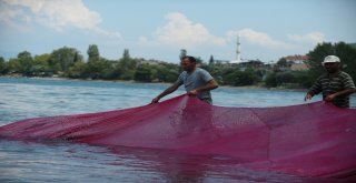 (Özel Haber) Balıkçılar Bu Balığa Av Yasağı Getirilmesini İstiyor