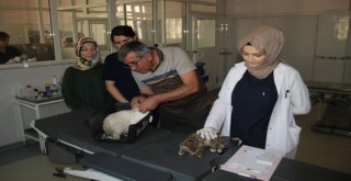 Selçuk Üniversitesinden Avrupa Standartlarında İkinci Hayvan Hastanesi