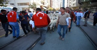 Şehrin Ortasındaki Koyunlar Görenleri Şaşkına Çevirdi
