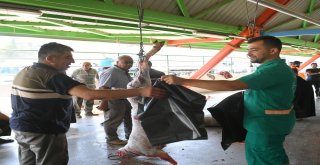 Osmangazide Hijyenik Kurban Kesimi