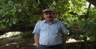 Polatlıda Tarihe Tanıklık Eden Ağaçlara Koruma