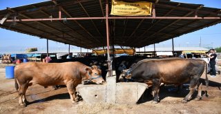 İnegöl Hayvan Pazarına Başkan Tabandan Ziyaret