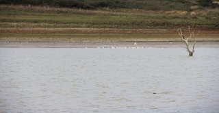 (Özel) Sazlıdere Baraj Gölünde Kuşların Dansı Kamerada