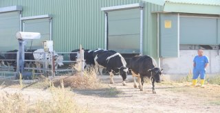 Afyonkarahisarda Avrupa Standartlarında Süt Üretiliyor