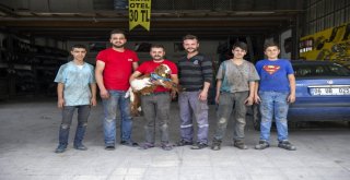 (Özel Haber) Biberonla Beslenen Oğlak Oto Sanayinin Maskotu Oldu