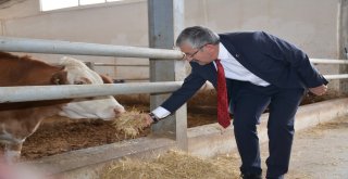 Başkan Vidinelden Besi Çiftliğine Ziyaret