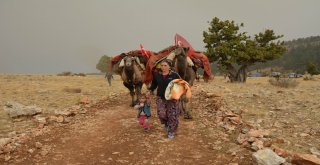 Yörük Ailenin Toroslardan Develeriyle Göç Yolculuğu Başladı