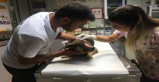 (Özel Haber) Yüzü Kimyasal Maddeyle Yakıldığı İddia Edilen Köpek İstanbula Getirildi