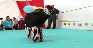 En İyi Buzak Ve Malak Belli Oldu