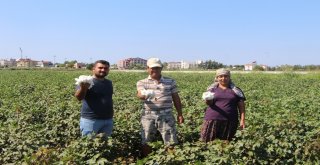 Antalyada Sezonun İlk Pamuğu Kilogramı 50 Liradan Satıldı