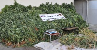Orman Gibi Hint Keneviri Tarlası Jandarmayı Da Şaşırttı