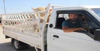 Konyada Kurbanlıklar Alıcılarını Bekliyor