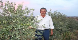 Manisada Arbequina Çeşidi Zeytin Fidanına İlgi Artıyor
