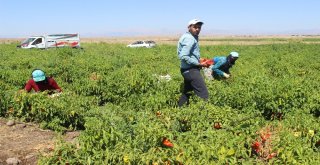 Siverekte İsot Hasadına Başlandı