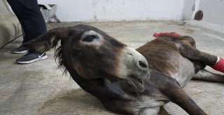 Yaralı Eşeğe Hayvan Severler Sahip Çıktı