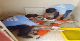Felçli Köpek Tedavi Altına Alındı