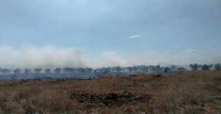 Milasta Makilik Yangını