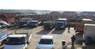 1 Tonluk Kurban Alıcısını Bekliyor