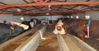 Çorumda 2 Tonluk Kurbanlık Görücüye Çıktı