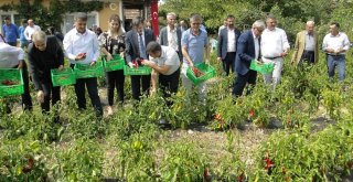 Kapya Biber Hasadı Tarla Günü